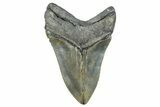 Serrated, Fossil Megalodon Tooth - North Carolina #272379-1
